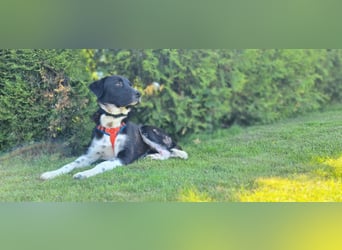 Samu sucht seine Chance – vielleicht bei dir