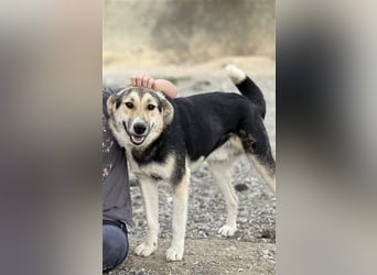 Steve - ein wahrlicher Herzbube