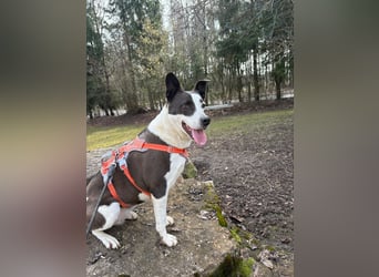 Oca – treue Schmusehündin mit großem Herzen