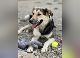 Steve - ein wahrlicher Herzbube