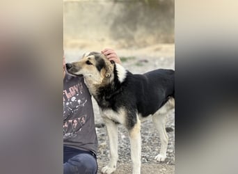 Steve - ein wahrlicher Herzbube