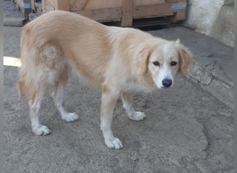 Kitty - Ein Herz voller Mut und Liebe sucht ein Zuhause