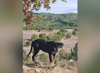 Fido - ein leises Herz, das endlich Vertrauen lernen darf