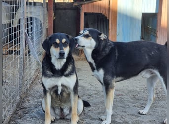 Lola – eine sensible Husky-Mix-Dame auf der Suche nach ihrem Menschen