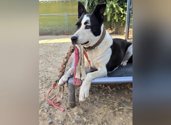 Oca – treue Schmusehündin mit großem Herzen