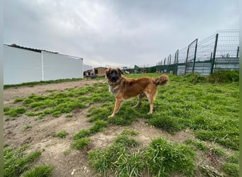 Cooper - Vom Welpen zum Abenteurer, bereit für Dich!