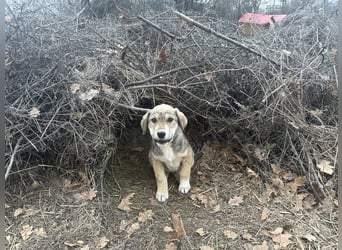 Bo – der fröhliche Begleiter mit Herz und Köpfchen