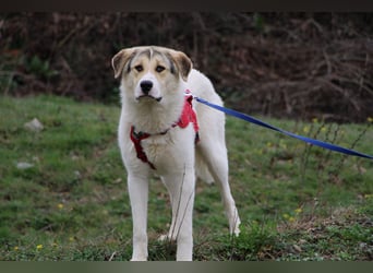 Henry - ein sanfter Entdecker