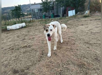 Lucy – sportliche Charakterhündin sucht erfahrenes Zuhause