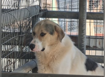 Henry - ein sanfter Entdecker