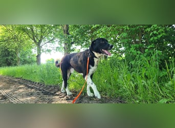 Samu -  Lustiger Jungspunt sucht sein Für-immer-Zuhause