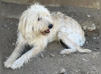 Angel - unser Engel sucht ihr Glück