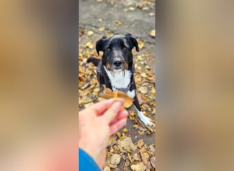 Yaron - ein echter Gentleman mit Schnurrbart und Herz