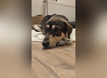 Monti – Unser verschmuster Jungspund sucht ein liebevolles Zuhause!