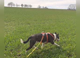 Oca – treue Schmusehündin mit großem Herzen