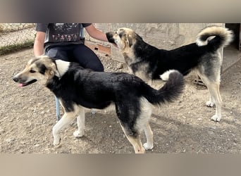 Steve - ein wahrlicher Herzbube