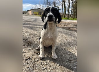 Porthos - ein fröhlicher kleiner Sonnenschein