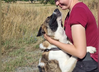 Eva - eine wunderschöne junge Hundedame sucht ihr Happy End