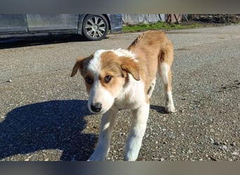 Nelly – ein kleiner Schatz auf der Suche nach Liebe