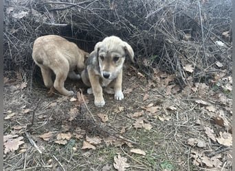Bo – der fröhliche Begleiter mit Herz und Köpfchen
