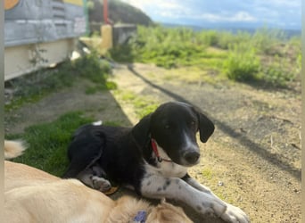 Mr. Big - kleiner Schauspieler mit großem Herzen