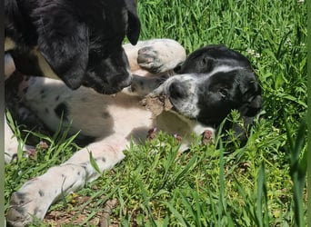Porthos - ein fröhlicher kleiner Sonnenschein