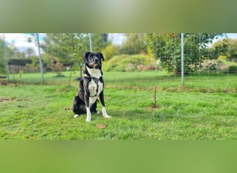Yaron - ein echter Gentleman mit Schnurrbart und Herz