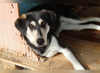 Trudi – Husky-Mix auf der Suche nach ihrem großen Glück!