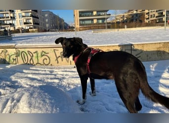 Molly – sanfte Seele sucht ruhiges Zuhause