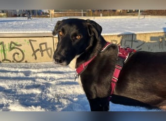 Molly – sanfte Seele sucht ruhiges Zuhause