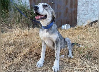 Babis - eine lebensfrohe Abenteurerin sucht ihr Zuhause