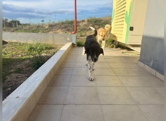 Mr. Big - kleiner Schauspieler mit großem Herzen