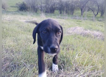 Aramis - ein sanfter kleiner Held auf vier Pfoten