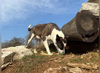 Oca – treue Schmusehündin mit großem Herzen