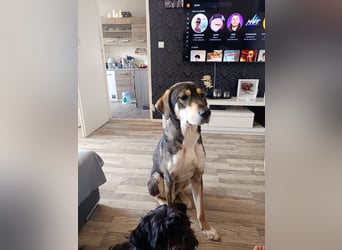 Monti – Unser verschmuster Jungspund sucht ein liebevolles Zuhause!