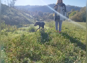 Carlo - ein sanftes Herz sucht sein Glück