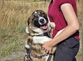 Eva - eine wunderschöne junge Hundedame sucht ihr Happy End