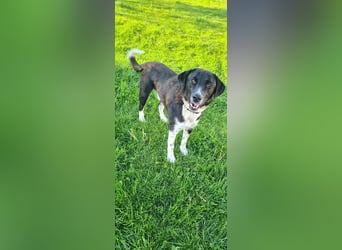 Samu -  Lustiger Jungspunt sucht sein Für-immer-Zuhause