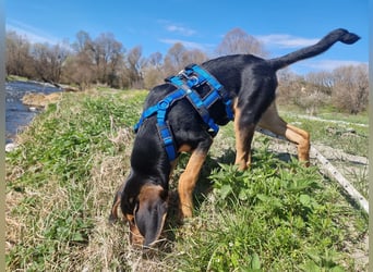 Cupcake – ein kleines Wunder mit großem Herzen