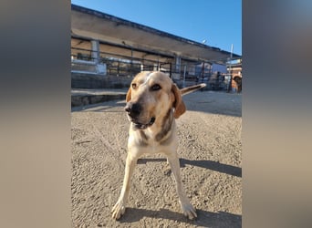 Paddy – der Gute-Laune-Hund