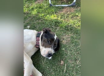 Lotte – Lebensfrohes Pointermädchen sucht aktive Familie!