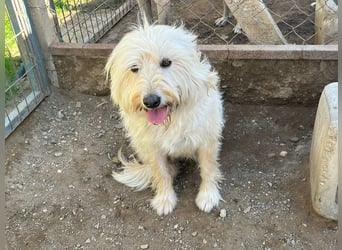 Angel - unser Engel sucht ihr Glück