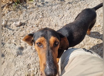 Carlo - ein sanftes Herz sucht sein Glück