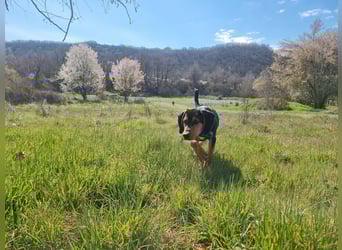 Cupcake – ein kleines Wunder mit großem Herzen