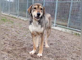 Fiete – Unser verschmuster Jungspund sucht ein liebevolles Zuhause!