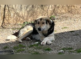 Steve - ein wahrlicher Herzbube