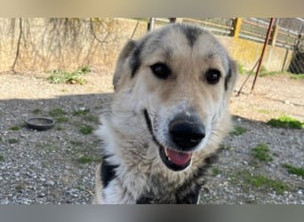 Steve - ein wahrlicher Herzbube