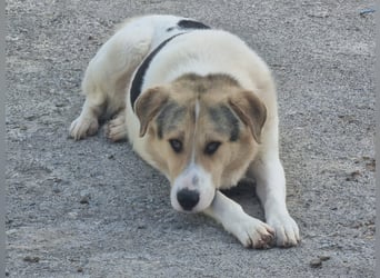 Henry - ein sanfter Entdecker