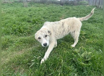 Leo - ein neugieriger Entdecker sucht seine Familie