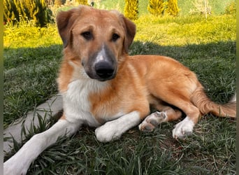 Pascha – ein verspielter Genießer sucht sein Für-immer-Zuhause!